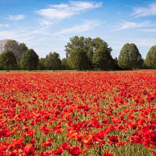 Coquelicots