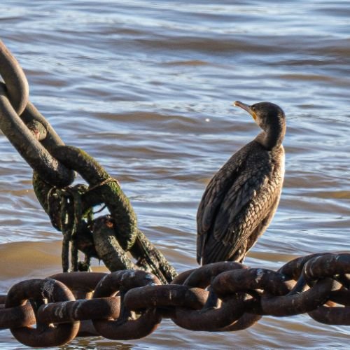 Cormoran